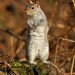 Squirrel 090208